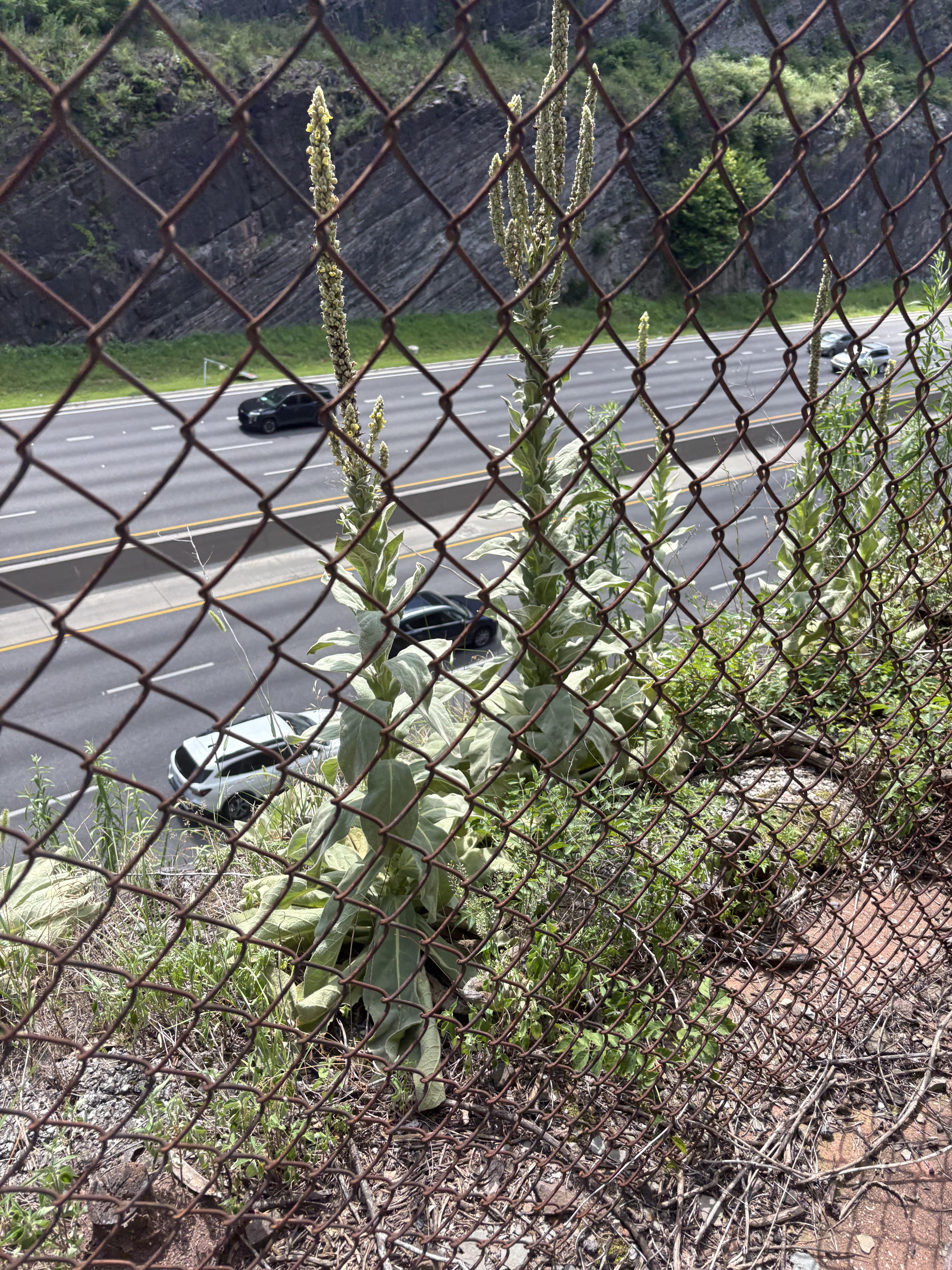 A mullein plant by the roadside